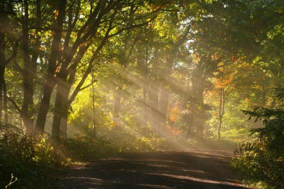 shanabrown-168996-albums-beautiful-scenes-pic1563-sunshine-fog-trees-1